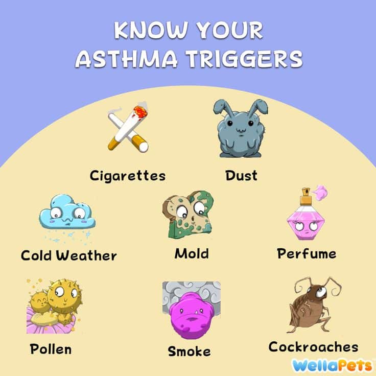 17 Best images about Asthma Facts on Pinterest