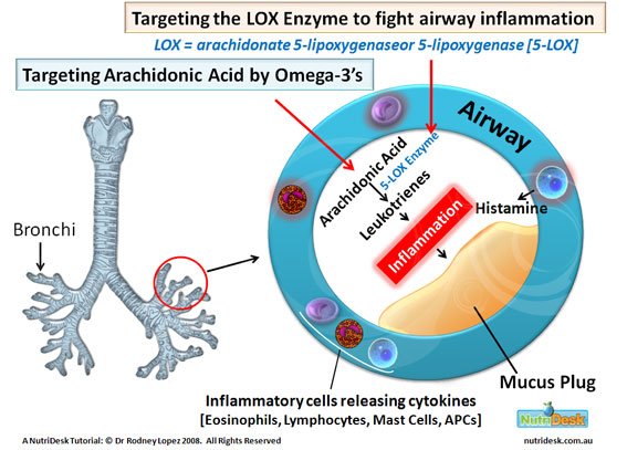 asthma and inflammation of the lungs