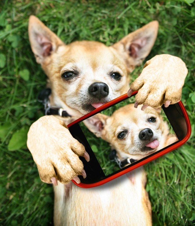 Can Chihuahuas Help with Asthma?
