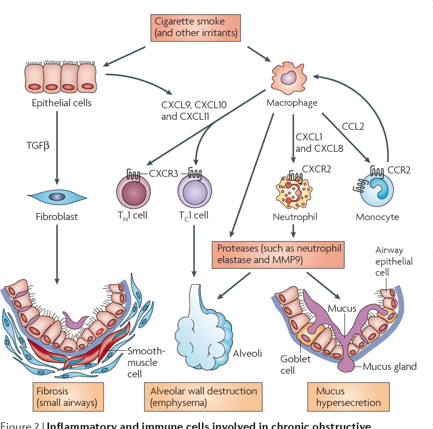 Figure 2 from Immunology of asthma and chronic obstructive pulmonary ...