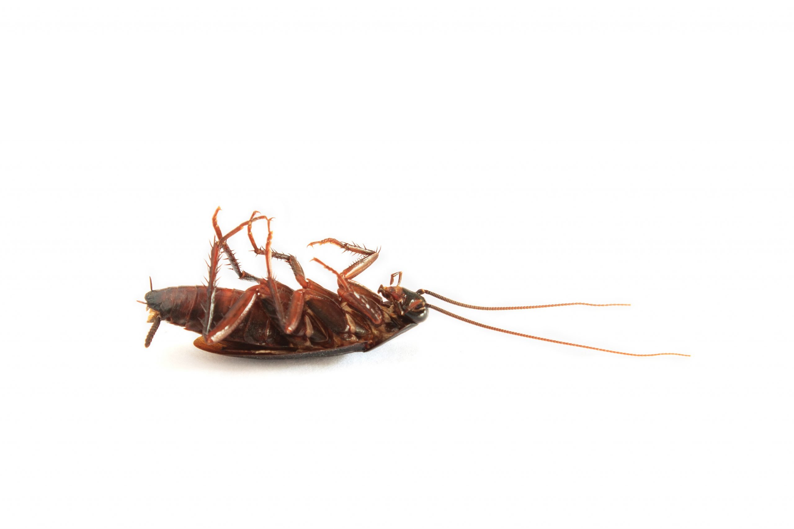 Health Risk Of Cockroaches