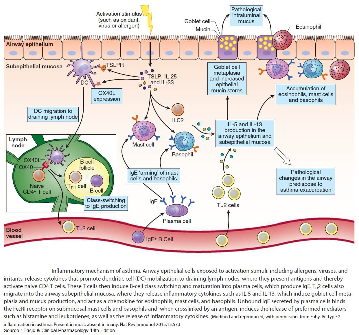 Inflammatory mechanism of asthma. Airway epithelial ...