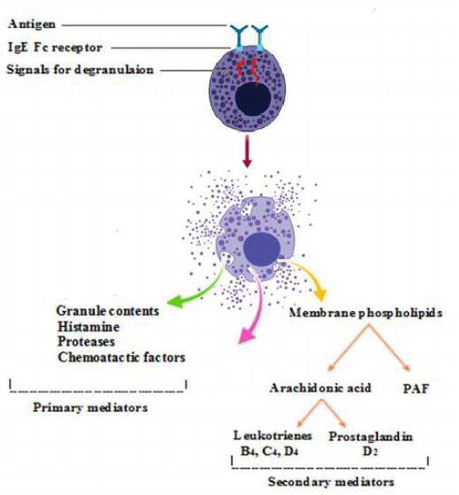 Role of Various Mediators in Inflammation of Asthmatic ...