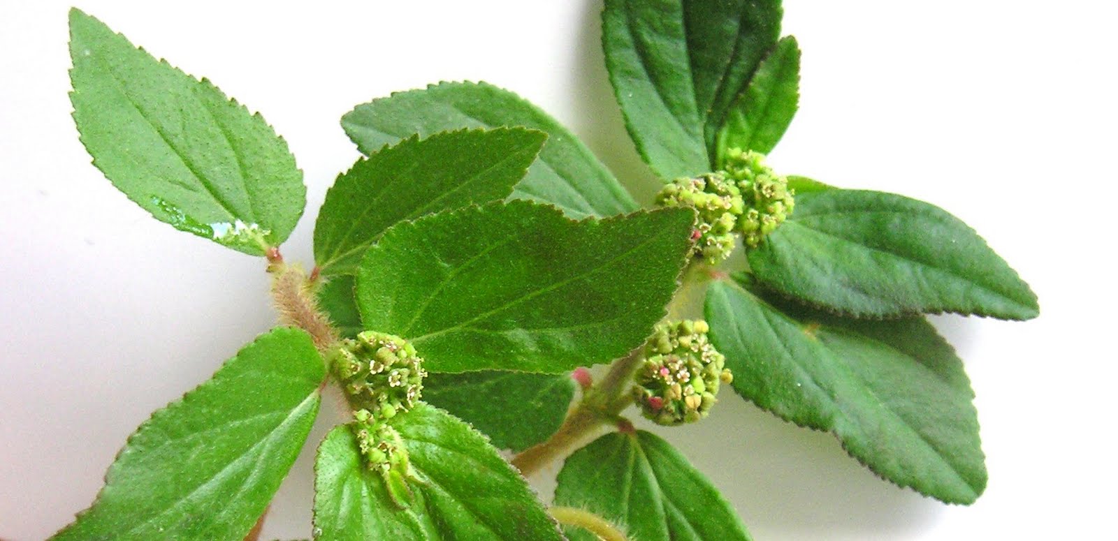 Simple Ayurvedic health tips: Euphorbia hirta