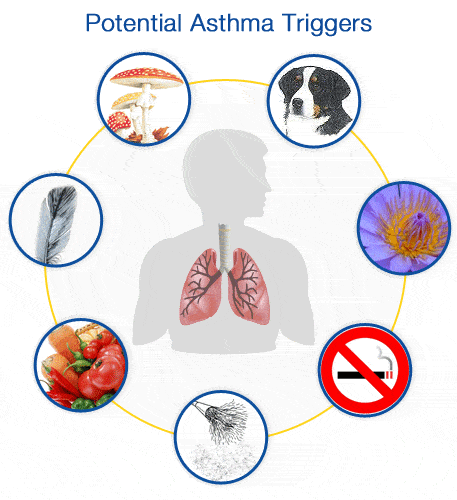 The Health Website : Asthma