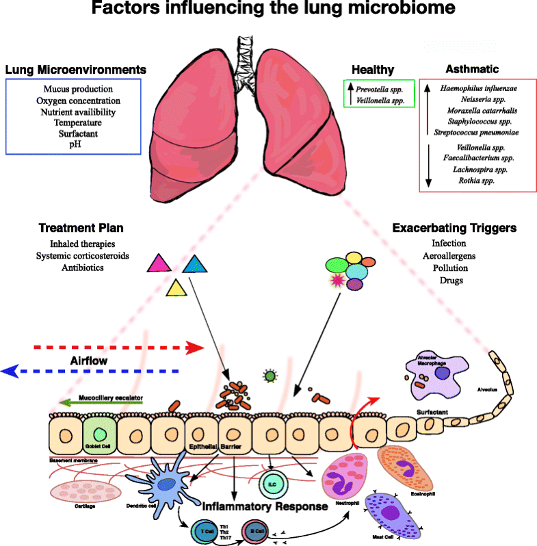 The Microbiome and the Pathophysiology of Asthma