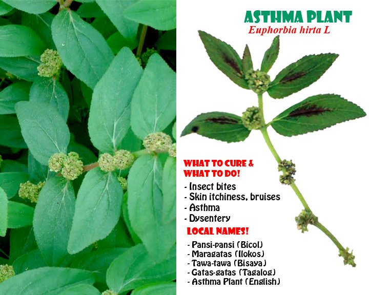 What is Asthma Plant?